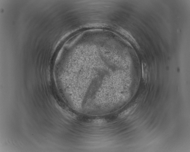 X0000072550204200607281657