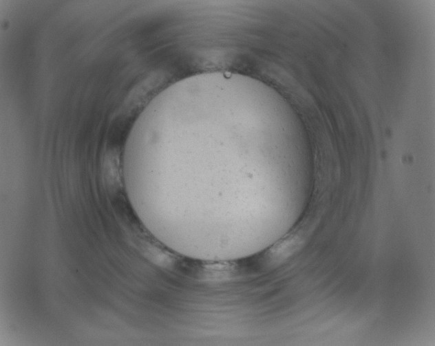 X0000072550240200607281656