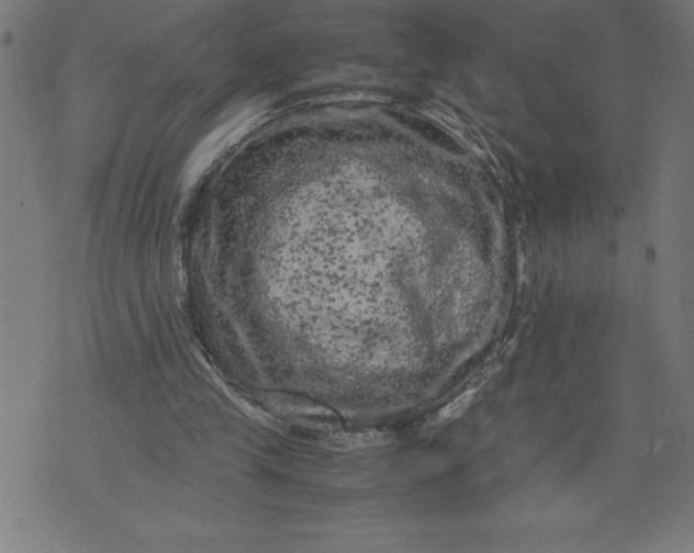 X0000072550245200607281655