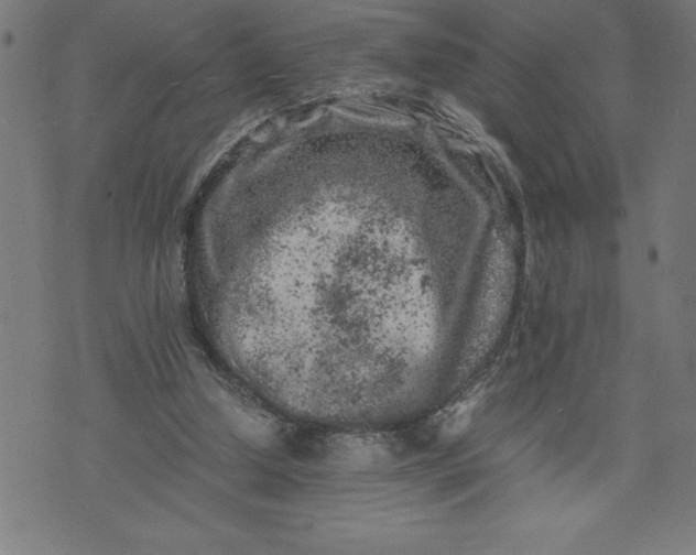 X0000072550250200607281656