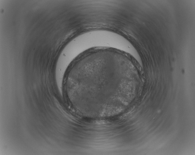 X0000072550264200607281656