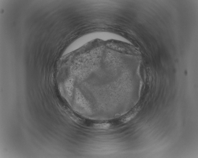 X0000072550266200607281656