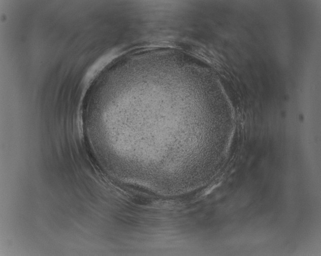 X0000072550294200607281655