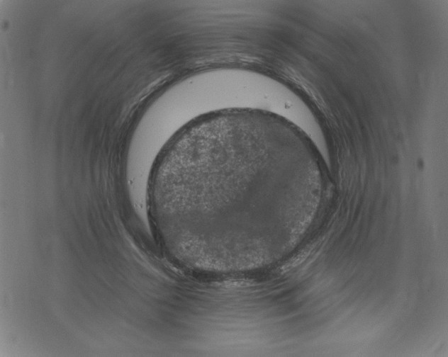 X0000072550356200607281654