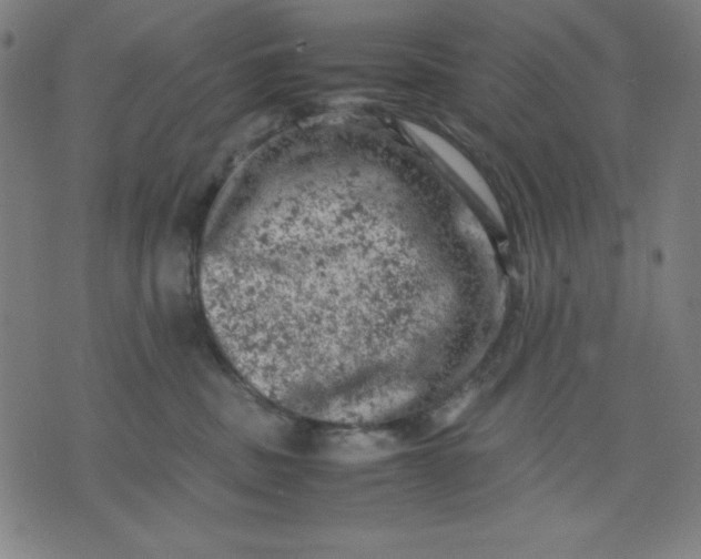 X0000072550379200607281655