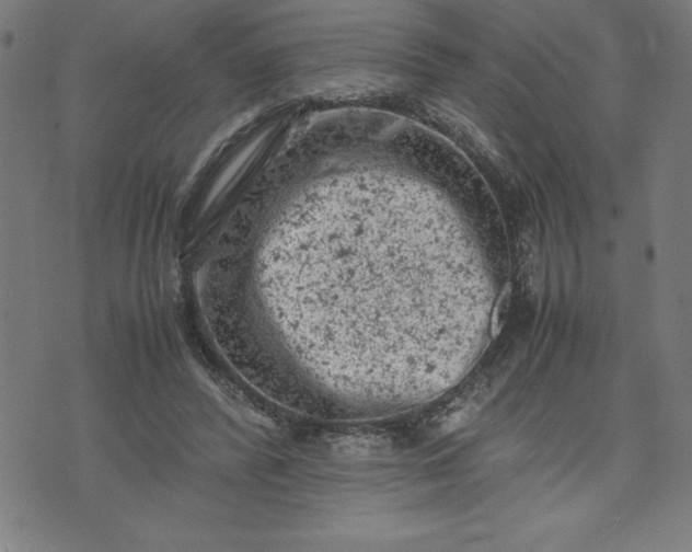 X0000072550400200607281654