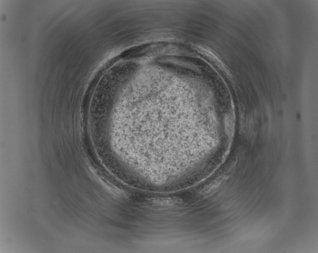 X0000072550439200607281652