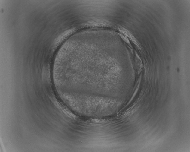 X0000072550442200607281652