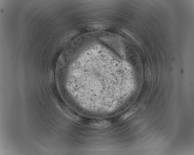 X0000072550459200607281653