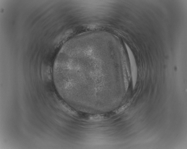 X0000072550470200607281653