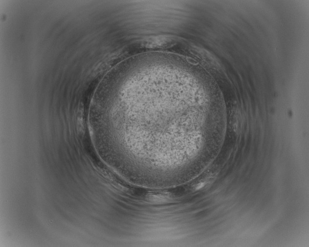 X0000072550510200607281652