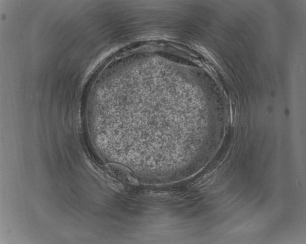 X0000072550531200607281651