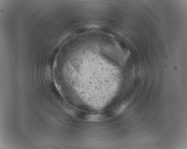 X0000072550575200607281652