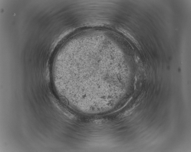 X0000072550584200607281651