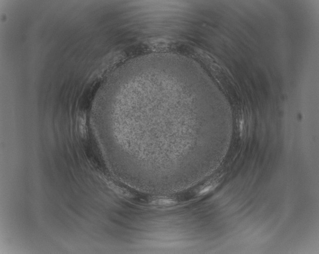 X0000072550610200607281650