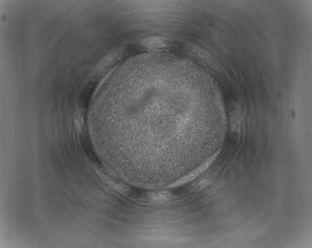 X0000072550618200607281650