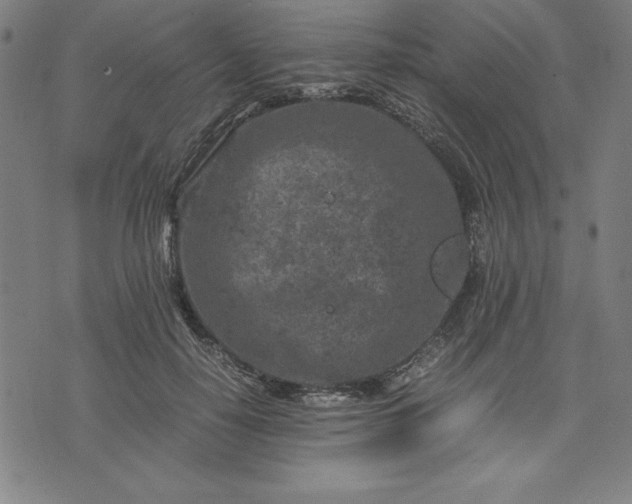 X0000072550650200607281650