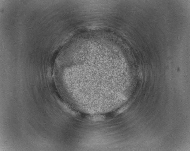 X0000072550670200607281650