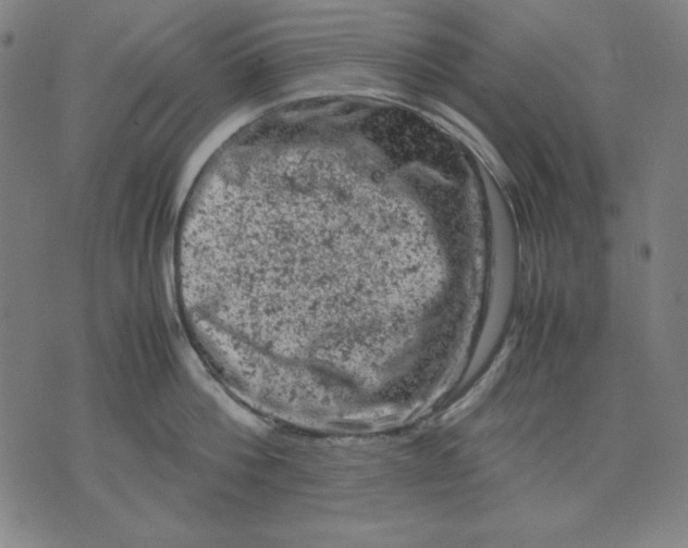 X0000072550812200607281647