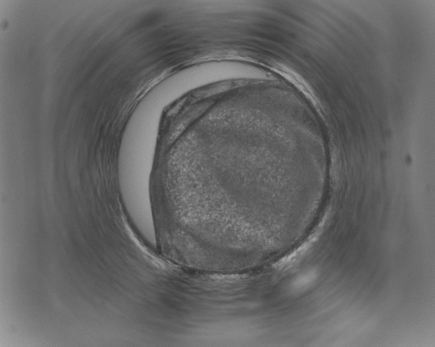 X0000072550849200607281647