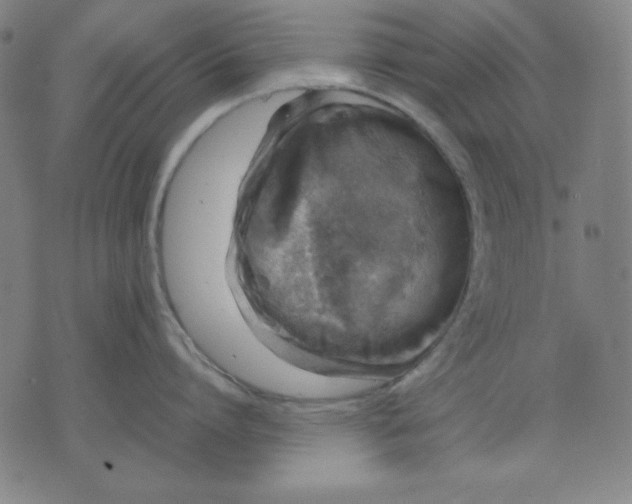 X0000072550864200607281647