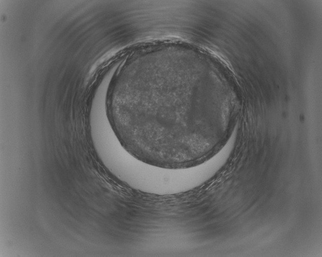 X0000072550920200607281645