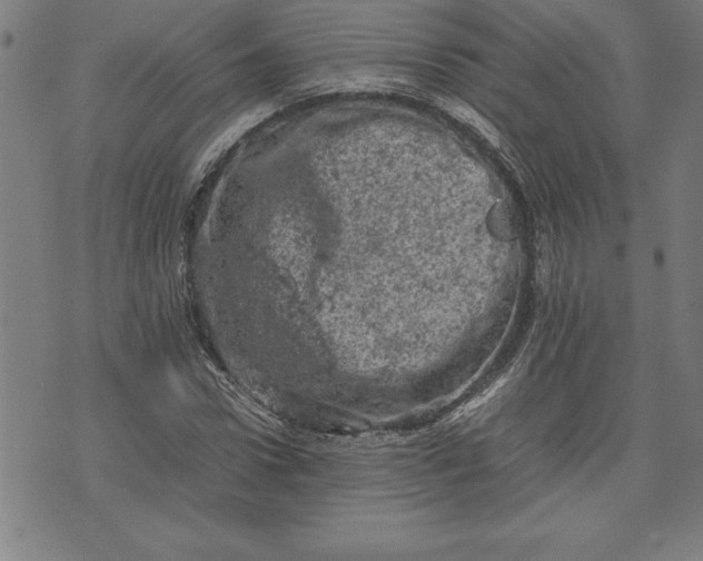 X0000072550922200607281645