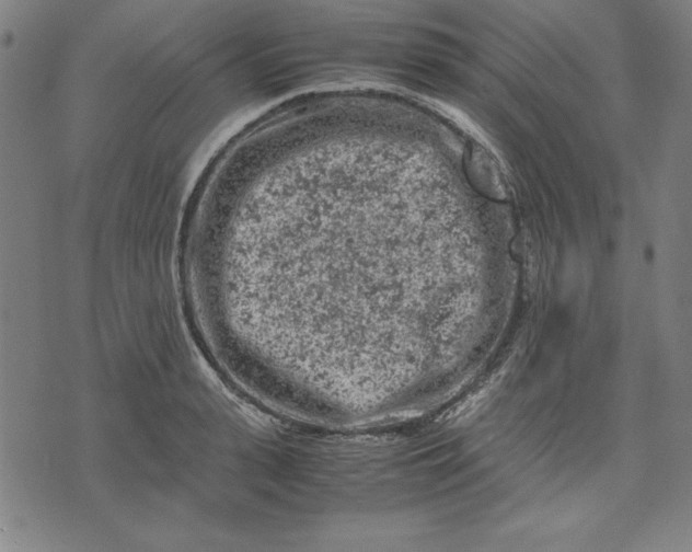 X0000072550943200607281645