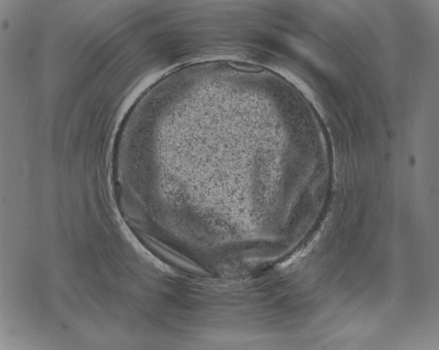 X0000072550949200607281645