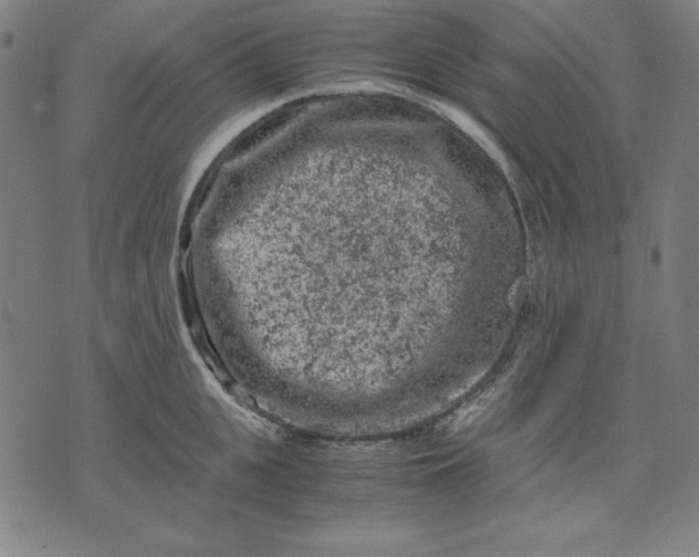 X0000072550951200607281645