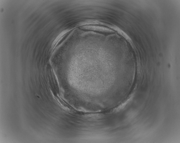 X0000072550953200607281645