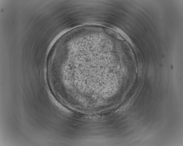 X0000072550955200607281645