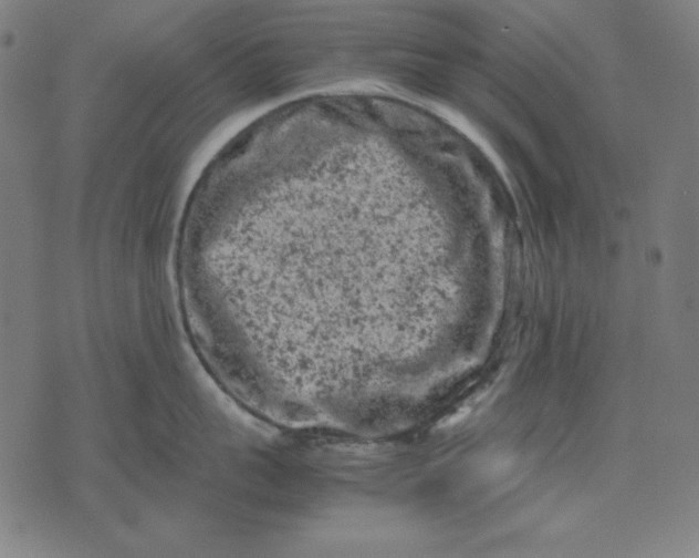 X0000072550959200607281645