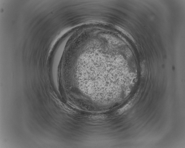 X0000072551021200607281643