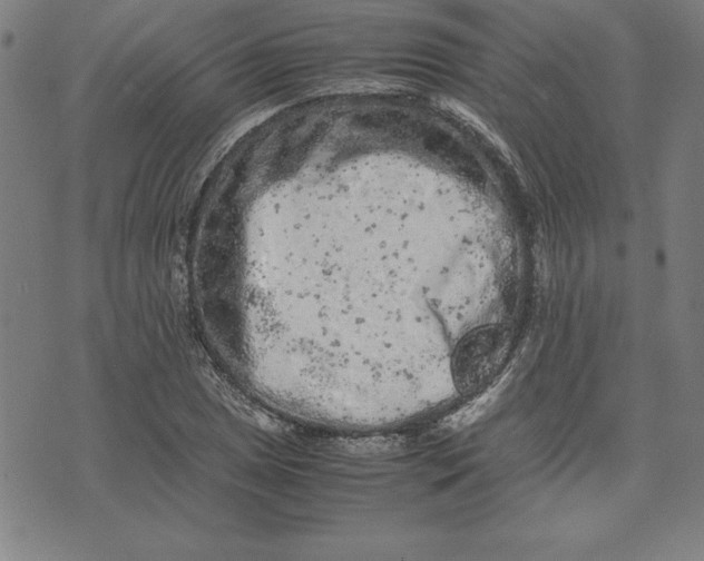 X0000072551025200607281643