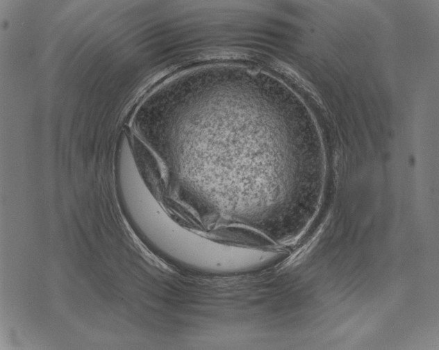 X0000072551033200607281643