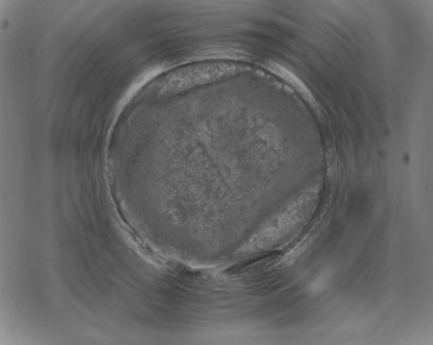 X0000072551043200607281644