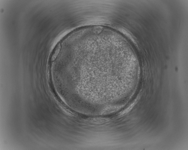 X0000072551077200607281643