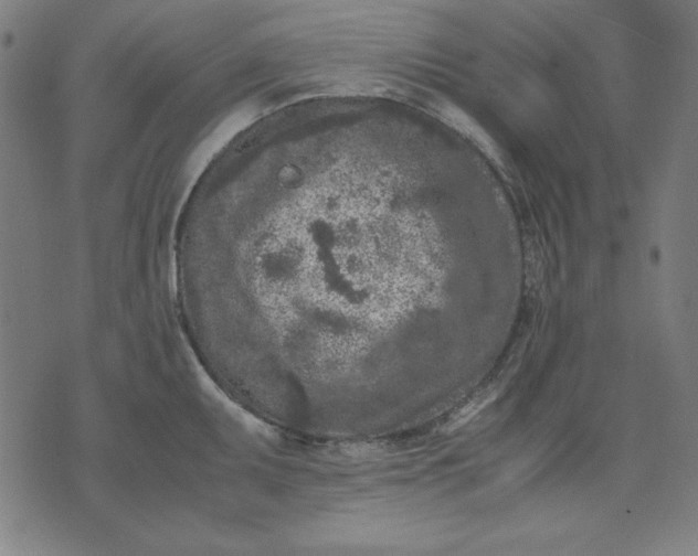 X0000072551095200607281642