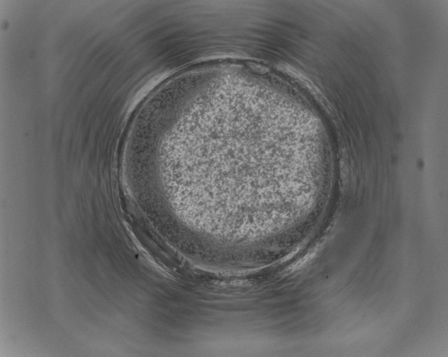 X0000072551129200607281642