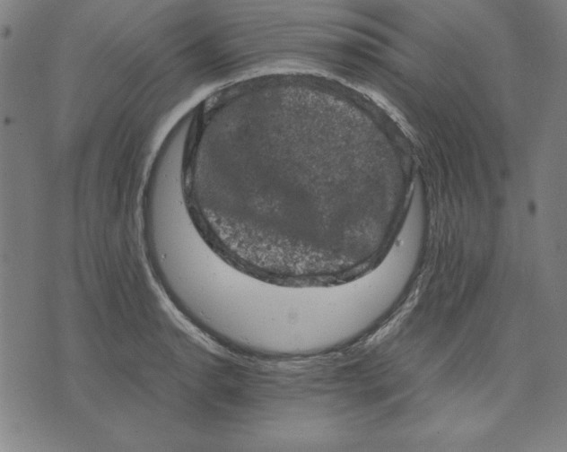 X0000072551134200607281642