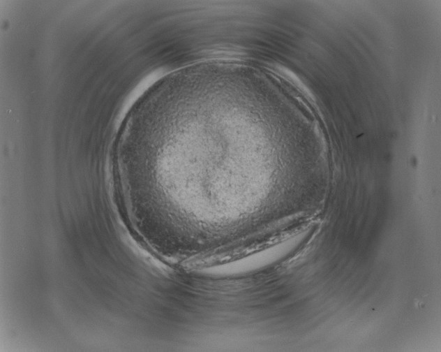 X0000072551243200607281641