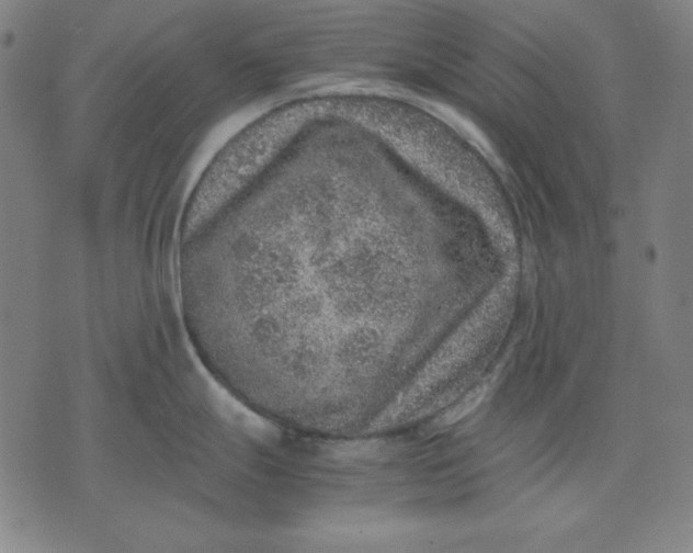 X0000072551247200607281641