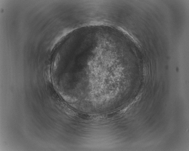 X0000072551262200607281640