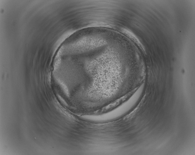 X0000072551284200607281639