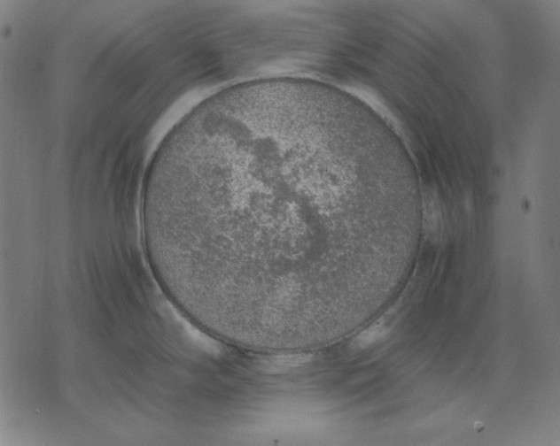 X0000072551294200607281639