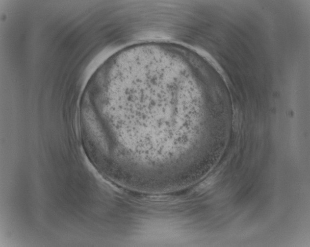 X0000072551295200607281639