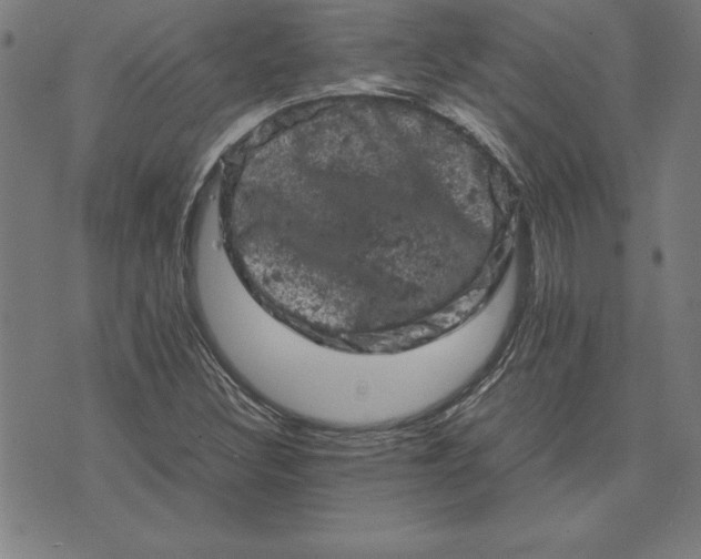 X0000072551308200607281639