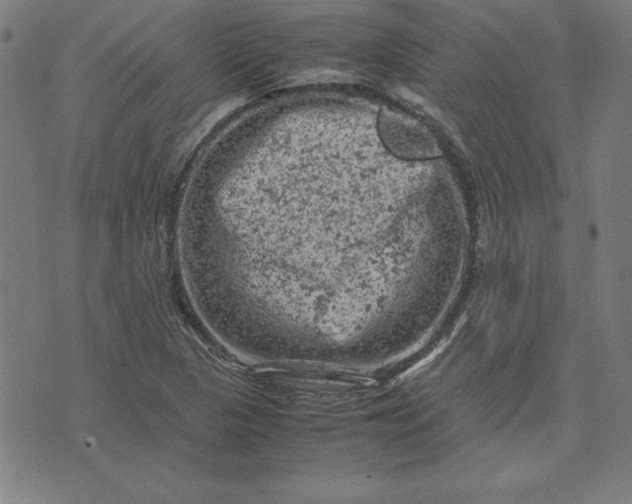 X0000072551313200607281639