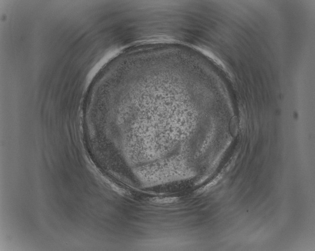 X0000072551325200607281639